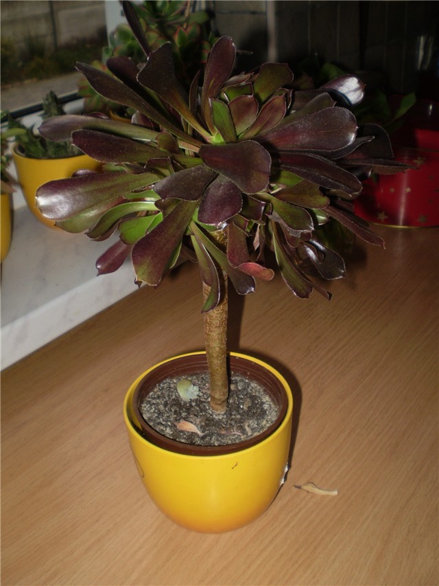aeonium